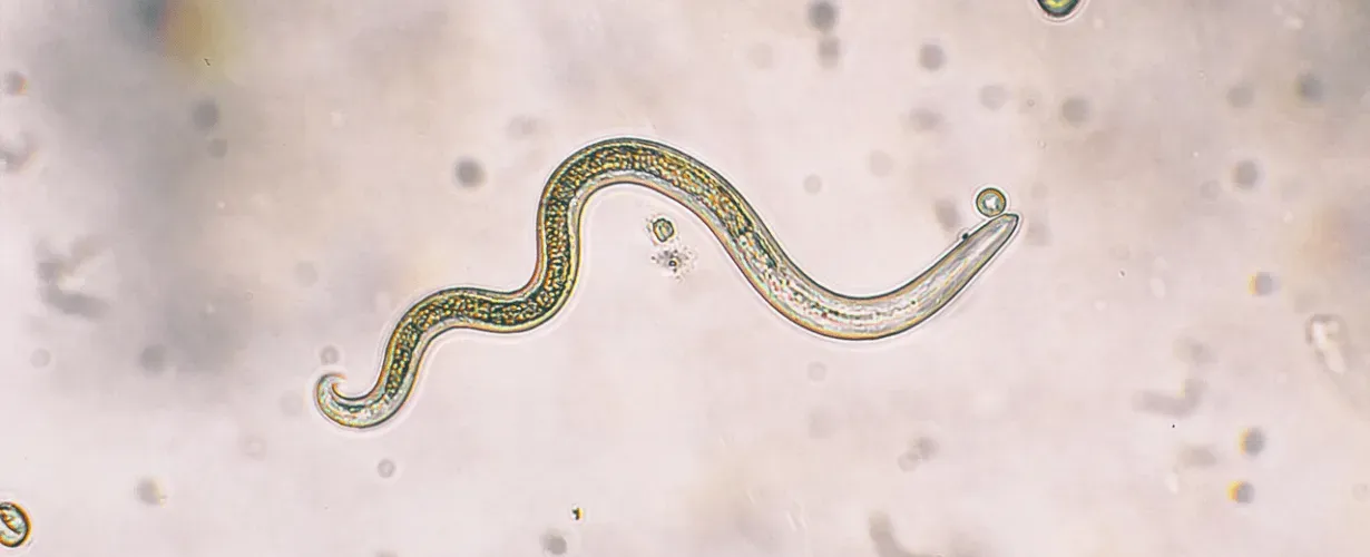 Pasożyty – czy każdy powinien się odrobaczać?