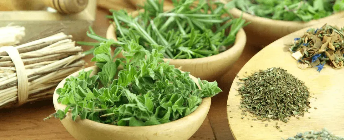 Jakie zioła na odchudzanie stosować, by uzyskać lepsze efekty?