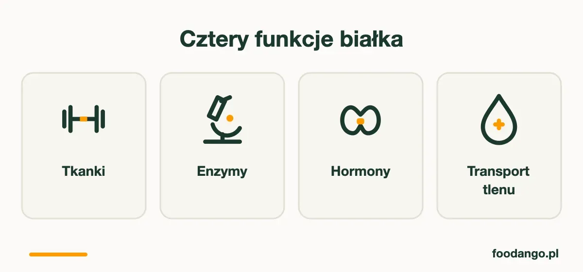 Cztery funkcje białka: tkanki, enzymy, hormony, transport tlenu